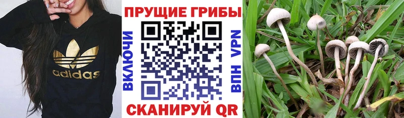 Галлюциногенные грибы прущие грибы  Обнинск 